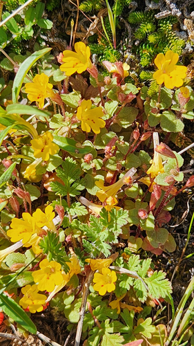 Erythranthe alsinoides, photograph 5