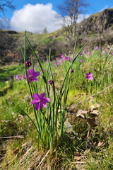 (c) Casey H. Richart, some rights reserved (CC BY) Olsynium douglasii, photograph (c) Casey H. Richart, some rights reserved (CC BY)