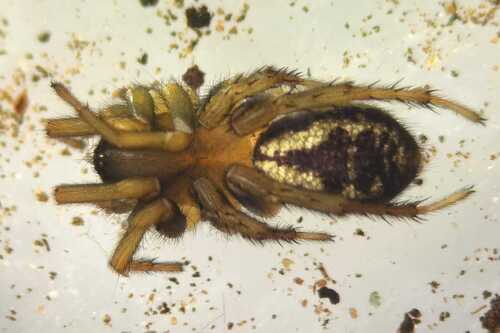 Amphiledorus balnearius
