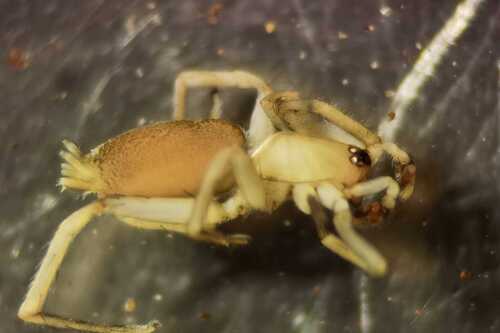 Leptodrassus albidus