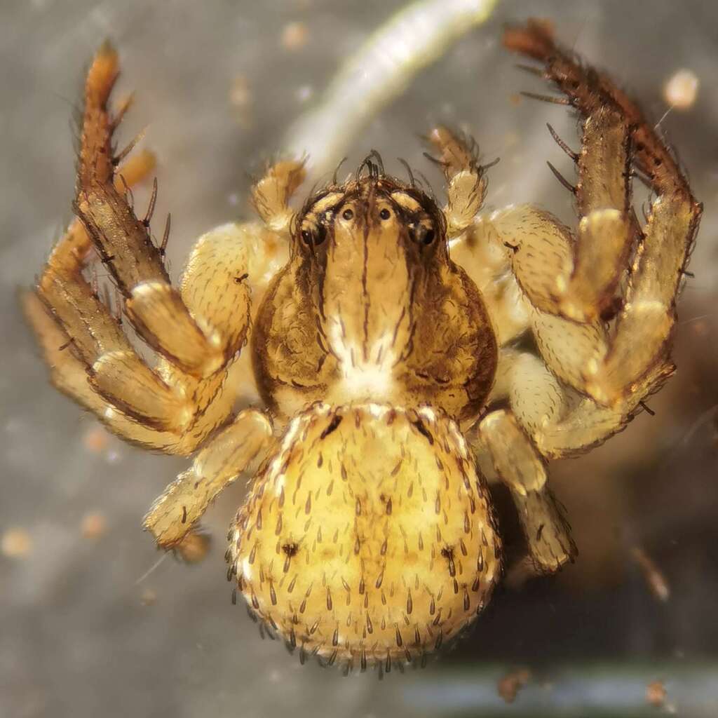 Ozyptila pauxilla