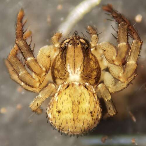 Ozyptila pauxilla