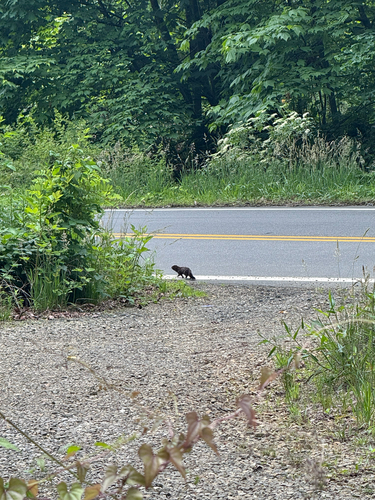 American Mink observed by juliahunt5