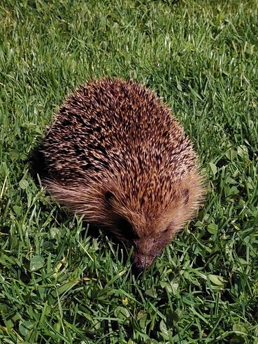 Common Hedgehog