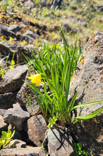 Fritillaria pudica, photograph 4