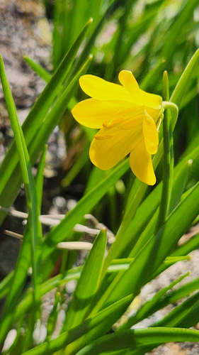 Fritillaria pudica, photograph 5