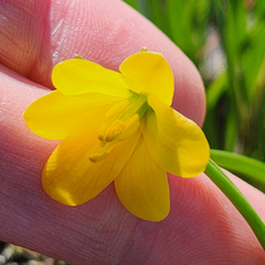 Fritillaria pudica, photograph (c) Casey H. Richart, some rights reserved (CC BY)