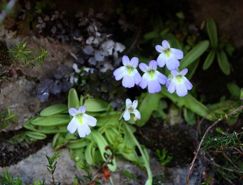 Pinguicula crystallina