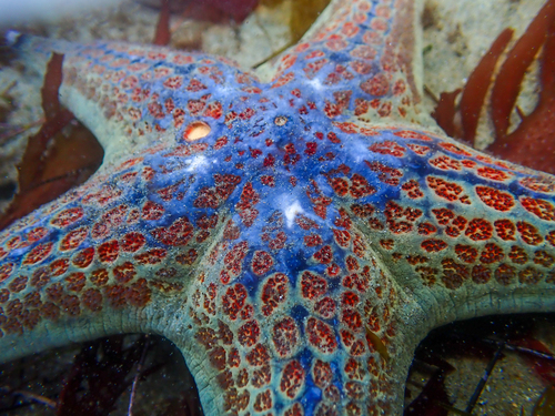 iNaturalist observation photo of Leather Star