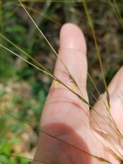 Piptochaetium avenaceum