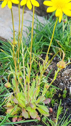 Crocidium multicaule, photograph 2