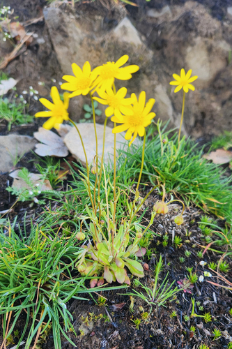 Crocidium multicaule, photograph 1