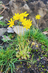 Crocidium multicaule