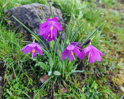 Olsynium douglasii, photograph 3
