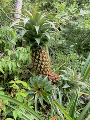 Ananas