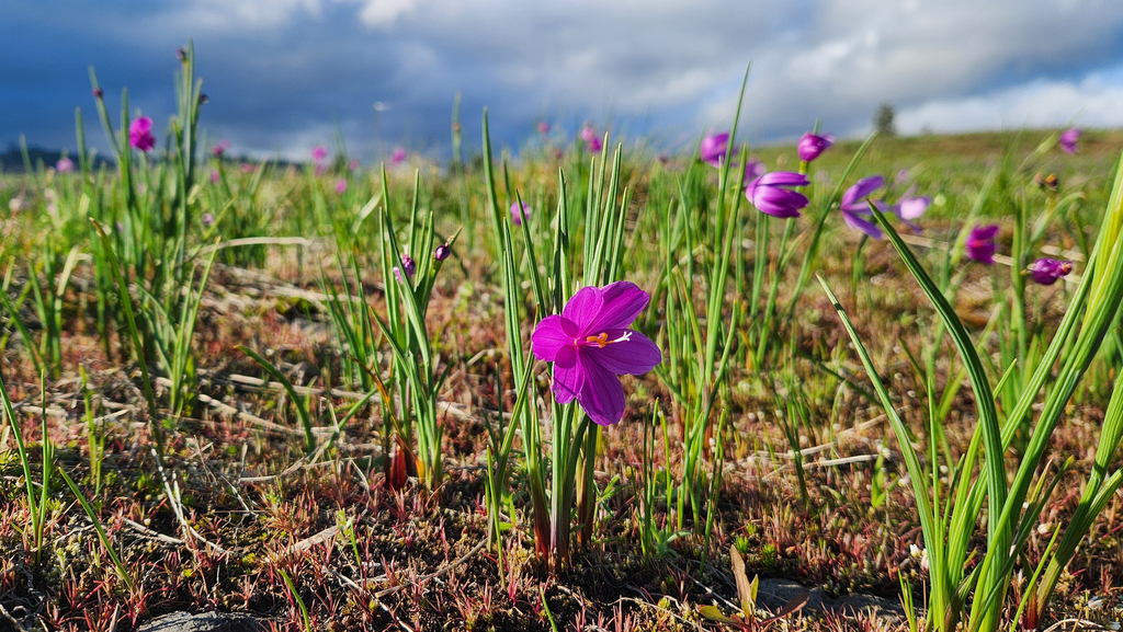 Olsynium douglasii; photograph (c) Casey H. Richart, some rights reserved (CC BY)