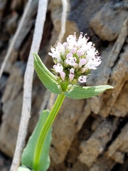 Plectritis macrocera