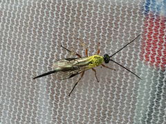 Earinus limitaris