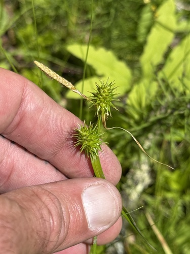 yellow-green sedge