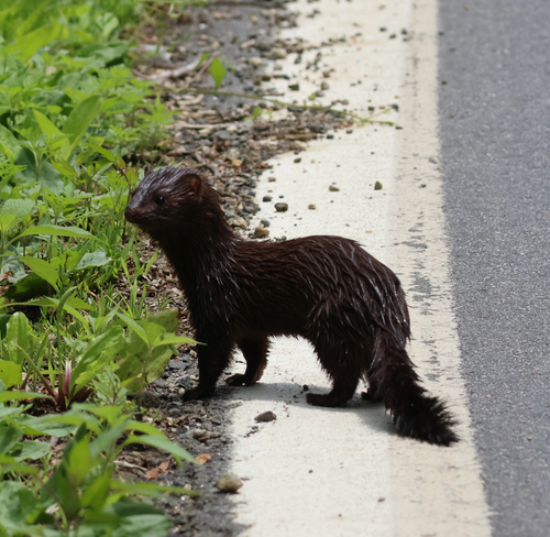 American Mink observed by carey76314