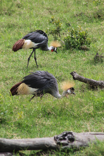 iNaturalist image