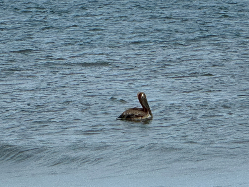Brown Pelican observed by nutegunray