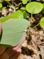 Smilax hugeri