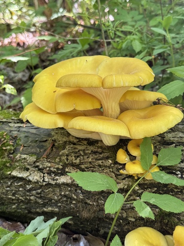 Golden Oyster Mushroom