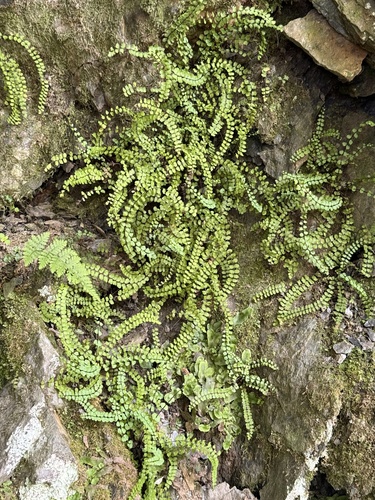maidenhair spleenwort