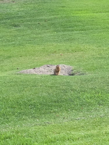 Columbian Ground Squirrel observed by thomas84507