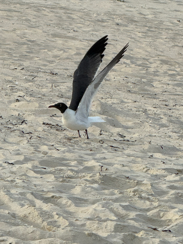 Laughing Gull observed by nutegunray
