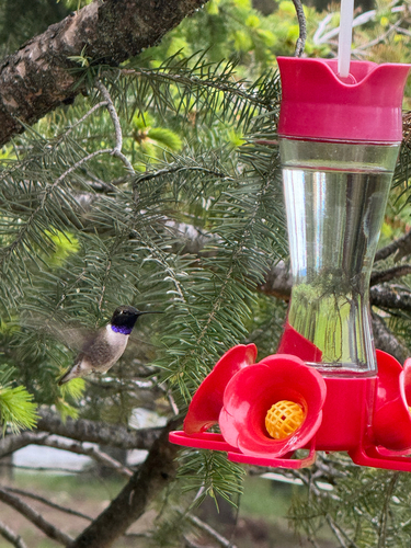 Black-chinned Hummingbird observed by ckari