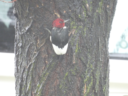 Red-headed Woodpecker observed by mackenziearndt1