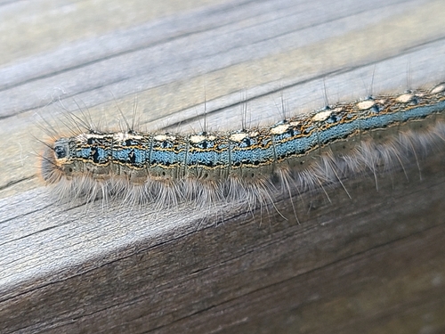 Polilla de tienda forestal