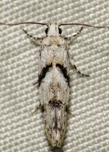 White Stripe-backed Moth photo 3