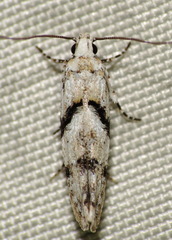 White Stripe-backed Moth