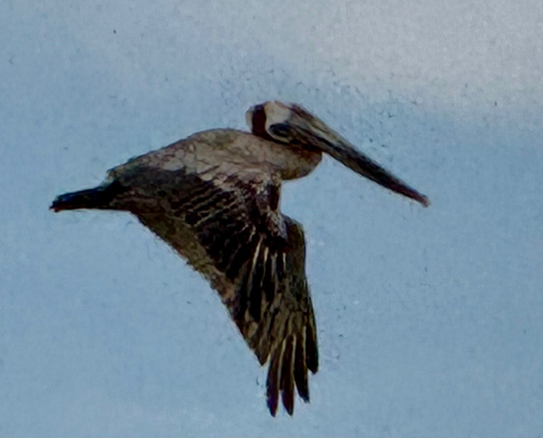 Brown Pelican observed by nutegunray