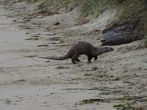 North American River Otter observed by lg_meanders