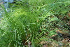 Carex atlantica