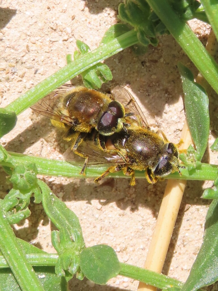 Merodon hirtus