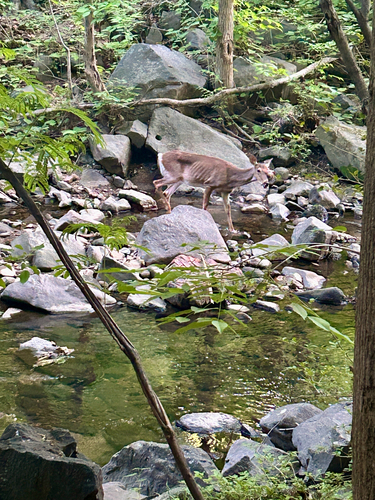 White-tailed Deer
