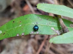 Pterocolus ovatus