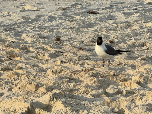 Laughing Gull observed by nutegunray