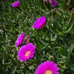 Delosperma cooperi