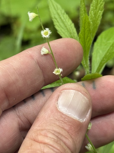 twoleaf miterwort