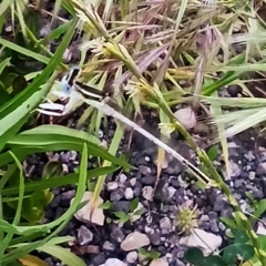 Platycnemis dealbata