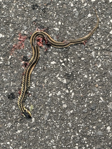 Eastern Garter Snake observed by colbyld