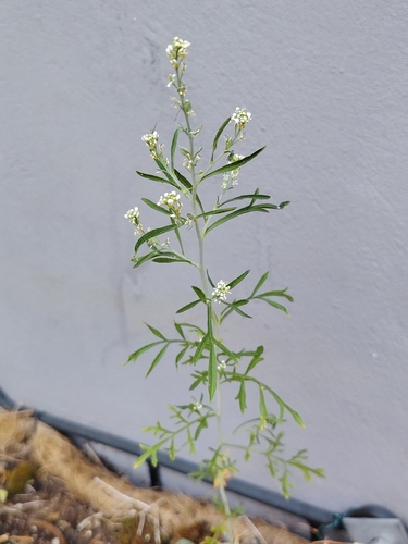Lepidium sativum