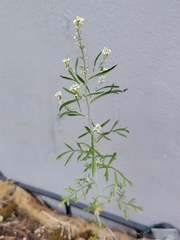 Lepidium sativum