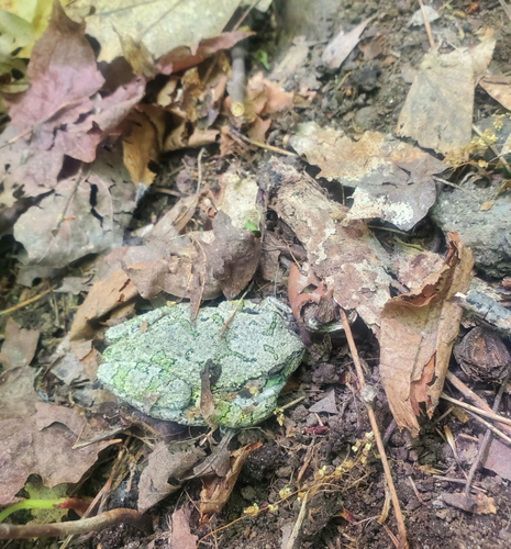 Gray Treefrog observed by jude_and_omen
